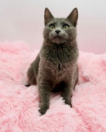 Enlarge Ford F150, an adopted Russian Blue in Covington, LA image 3/6