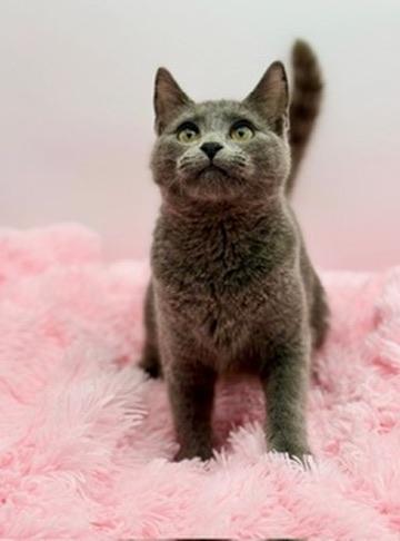 Enlarge Ford F150, an adopted Russian Blue in Covington, LA image 4/6