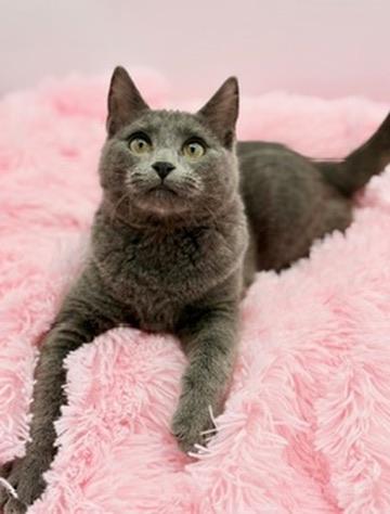 Ford F150, adopted, Kitten Male Russian Blue.