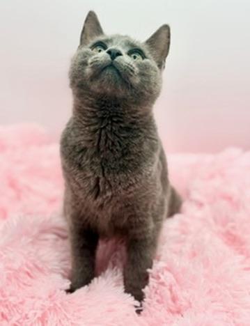 Enlarge Ford F150, an adopted Russian Blue in Covington, LA image 2/6