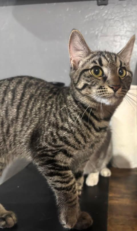 Enlarge Samsung, a ADOPTABLE Domestic Short Hair in San Tan Valley, AZ image 1/1