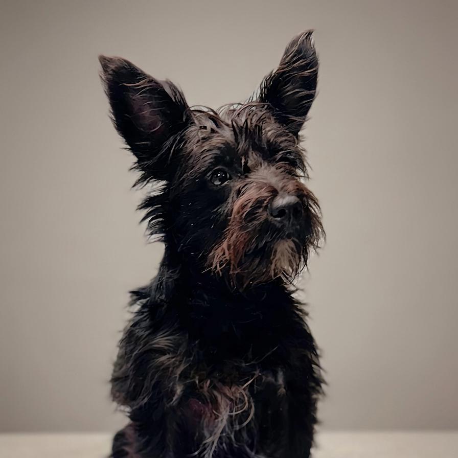 Dublin, a Adoptable mixed breed in Enid, OK image 1/4