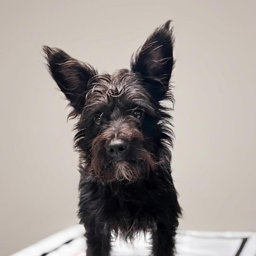 Dublin, a Adoptable mixed breed in Enid, OK image 2/4