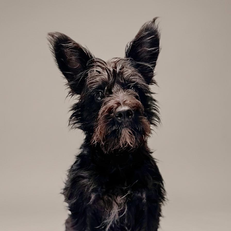 Dublin, a Adoptable mixed breed in Enid, OK image 3/4