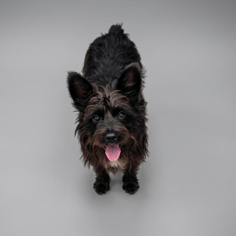 Dublin, a Adoptable mixed breed in Enid, OK image 4/4