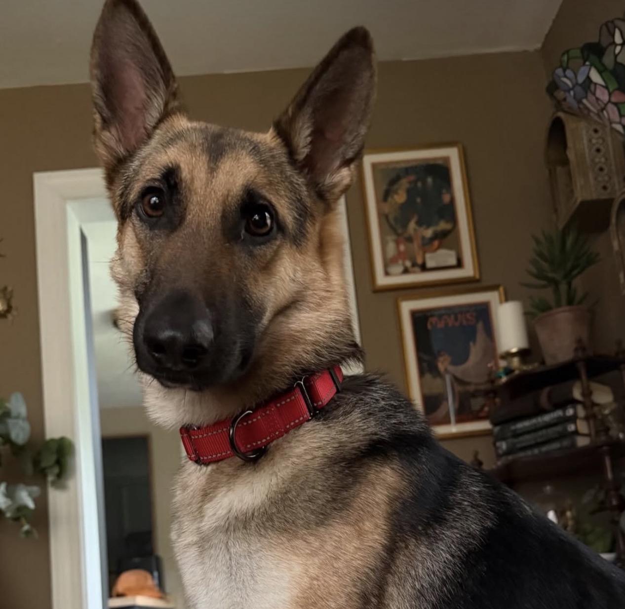 Enlarge Selene, a ADOPTABLE German Shepherd Dog in Richmond, VA image 1/4