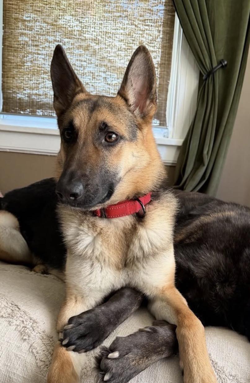 Enlarge Selene, a ADOPTABLE German Shepherd Dog in Richmond, VA image 3/4