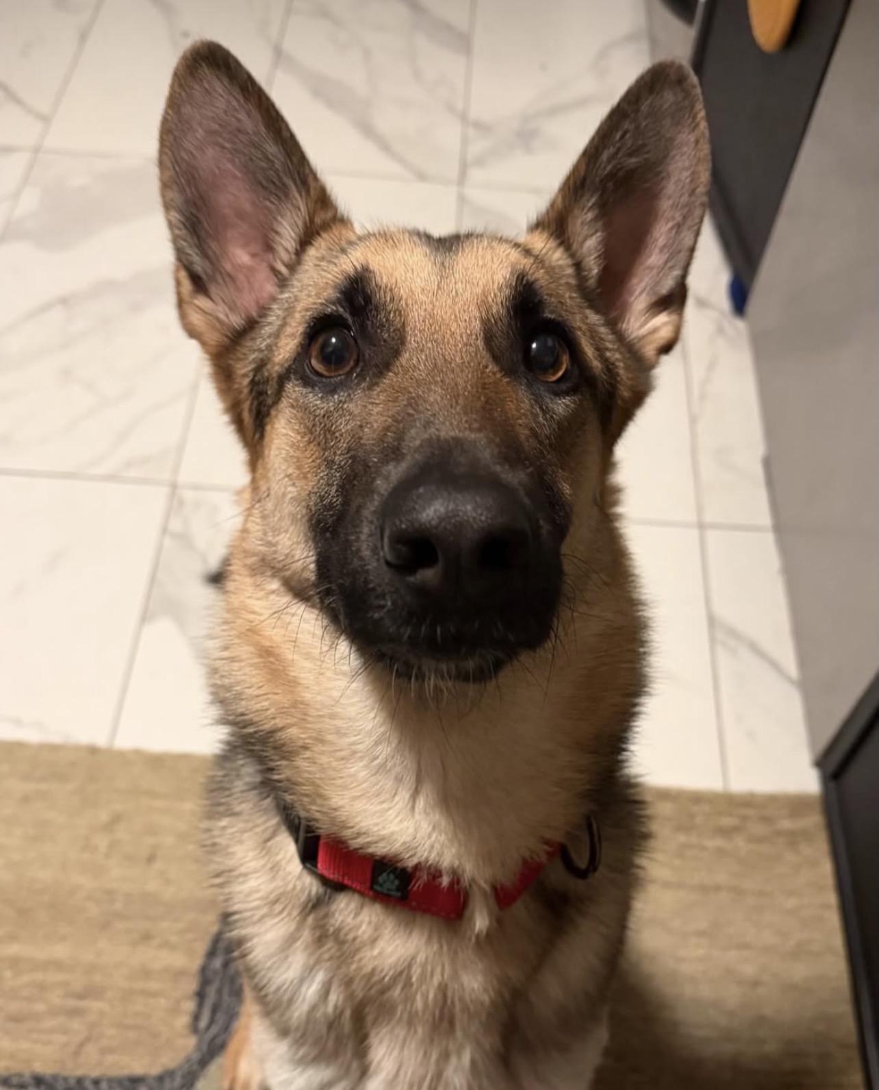 Enlarge Selene, a ADOPTABLE German Shepherd Dog in Richmond, VA image 2/4