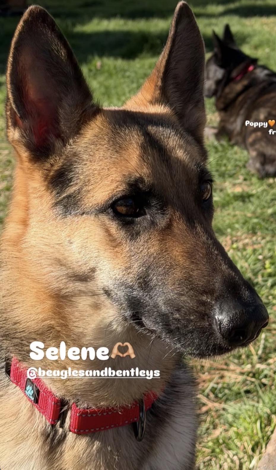 Enlarge Selene, a ADOPTABLE German Shepherd Dog in Richmond, VA image 4/4