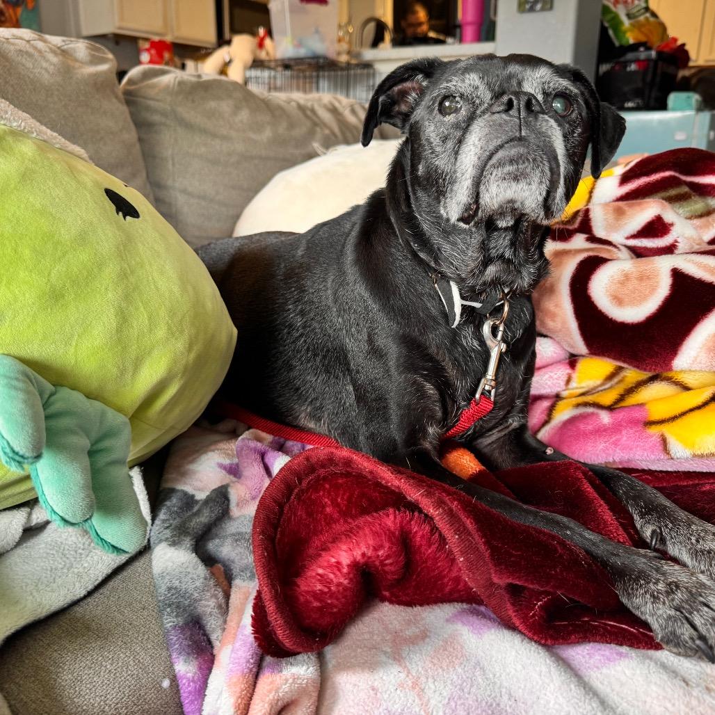 Enlarge Ruth Bader Ginsburg, a Adoptable mixed breed in Houston, TX image 2/2