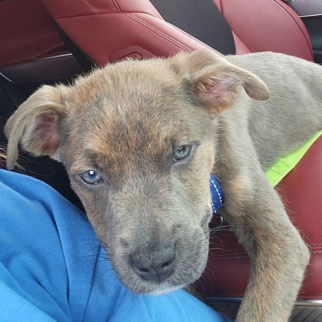 Wrangler, Adoptable, Puppy Male Pit Bull Terrier.