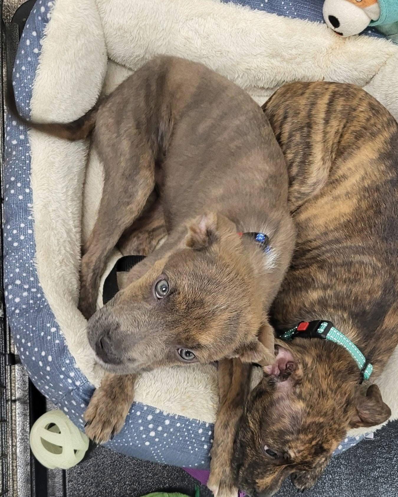 Enlarge Wrangler, a Adoptable Pit Bull Terrier in New London, WI image 3/3