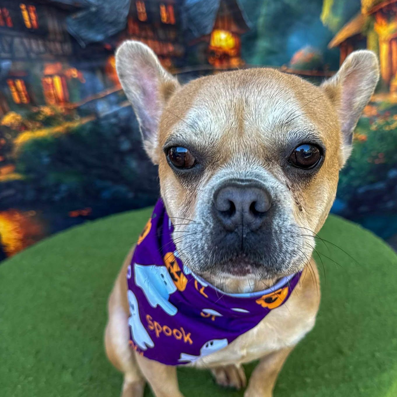 Sky, Adoptable, Adult Female French Bulldog.