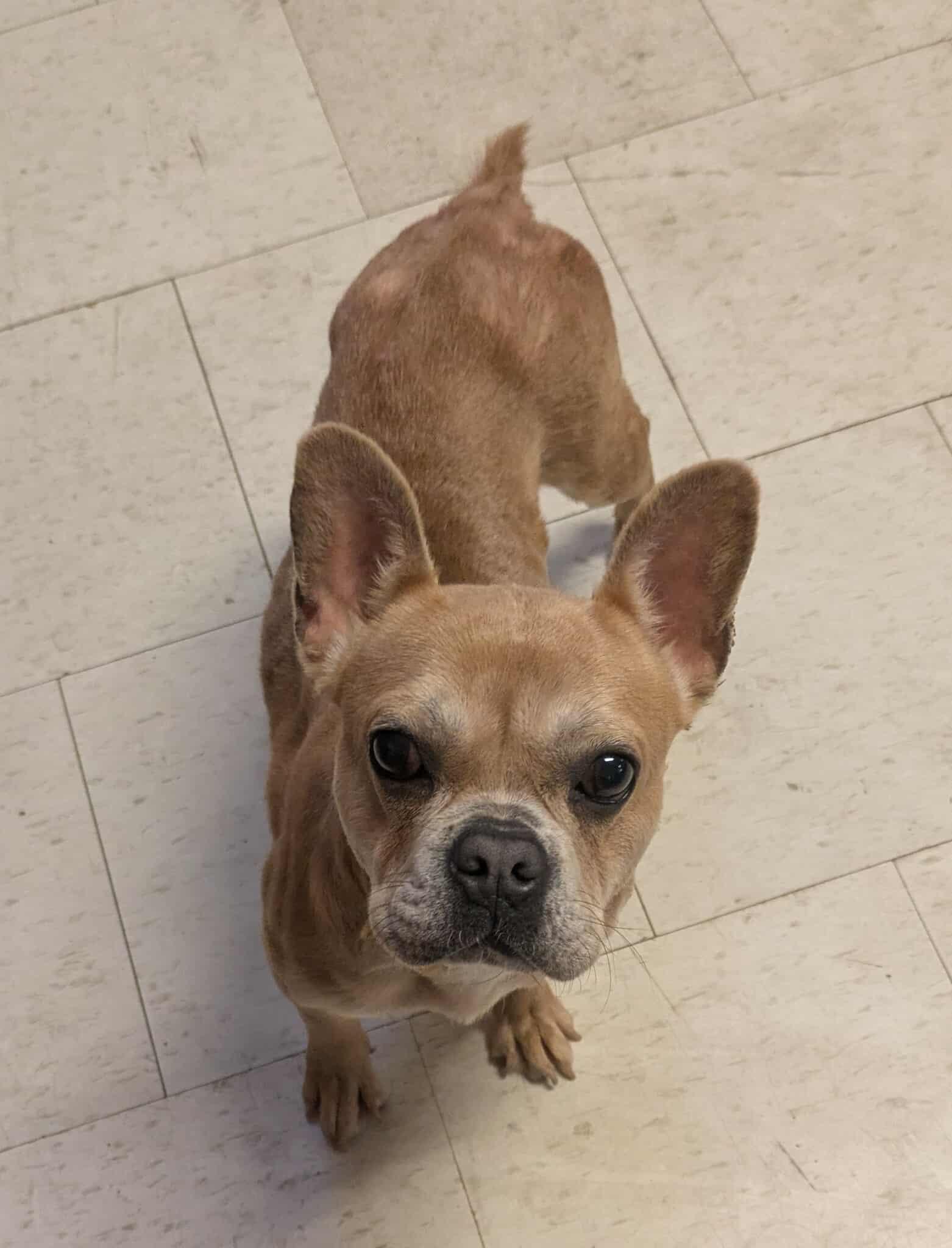 Sky, a Adoptable French Bulldog in Tylertown, MS image 2/2