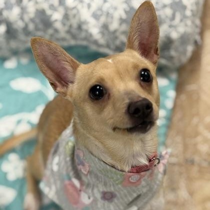 Luna, ADOPTABLE, Adult Female Chihuahua.
