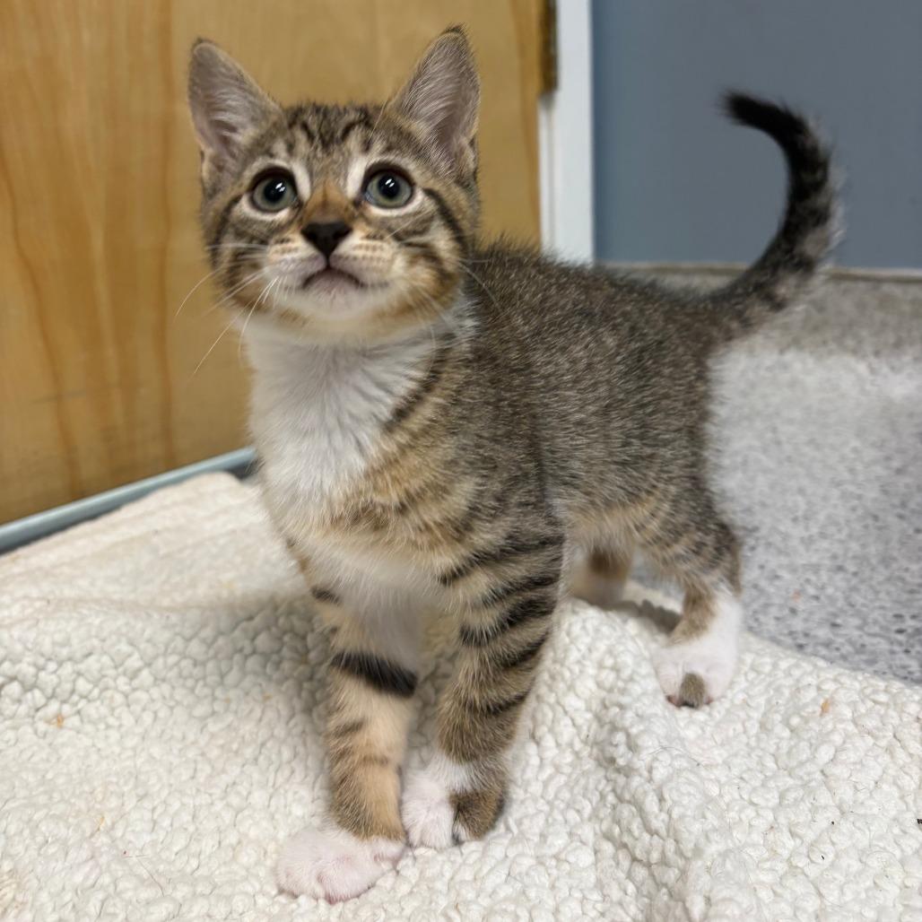 Enlarge 26-207 Rosalita, a Adoptable Domestic Short Hair in North Branford, CT image 1/4