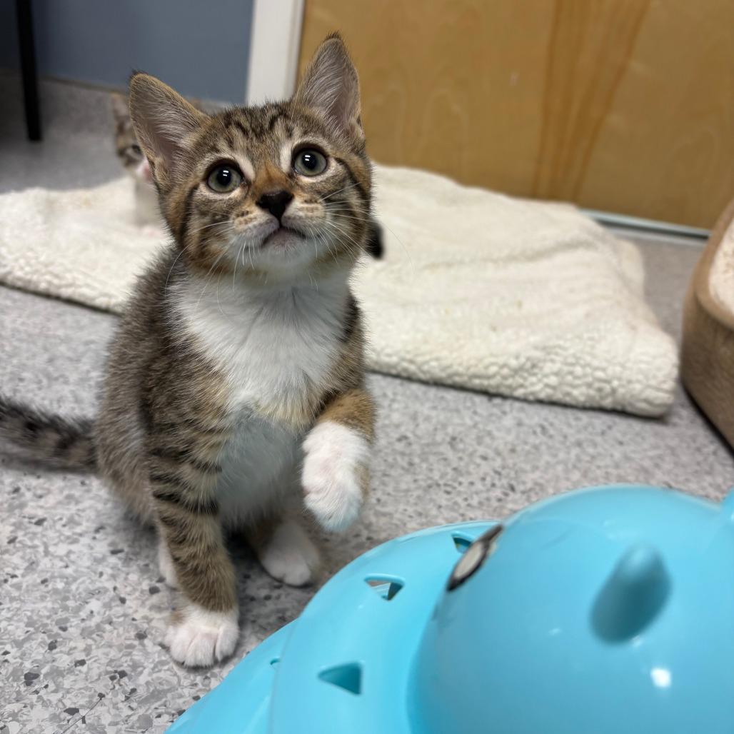 Enlarge 26-207 Rosalita, a Adoptable Domestic Short Hair in North Branford, CT image 2/4