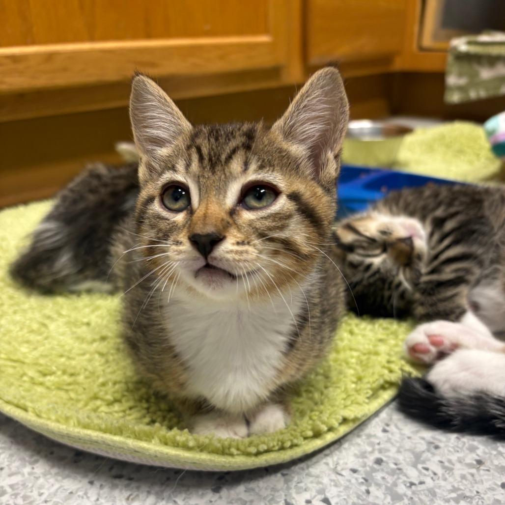 Enlarge 26-207 Rosalita, a Adoptable Domestic Short Hair in North Branford, CT image 4/4