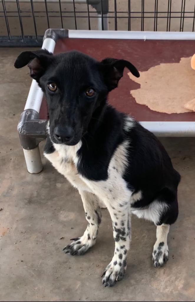 Pete, Adoptable, Adult Male Mixed Breed & Australian Cattle Dog / Blue Heeler.