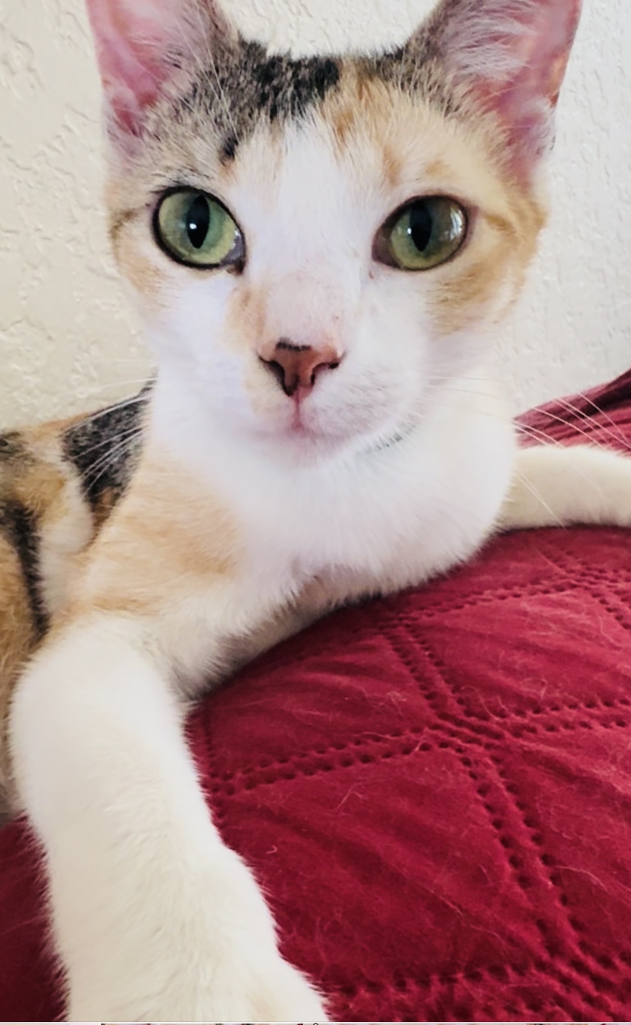 Tater, a Adoptable Domestic Short Hair in Palm City, FL image 1/4