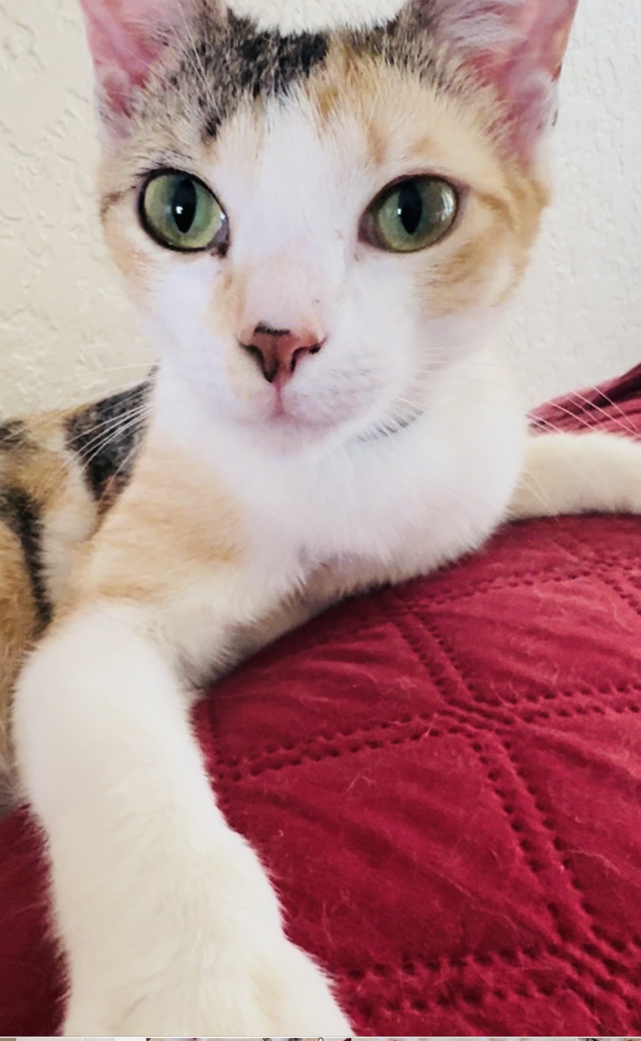 Tater, a Adoptable Domestic Short Hair in Palm City, FL image 2/4