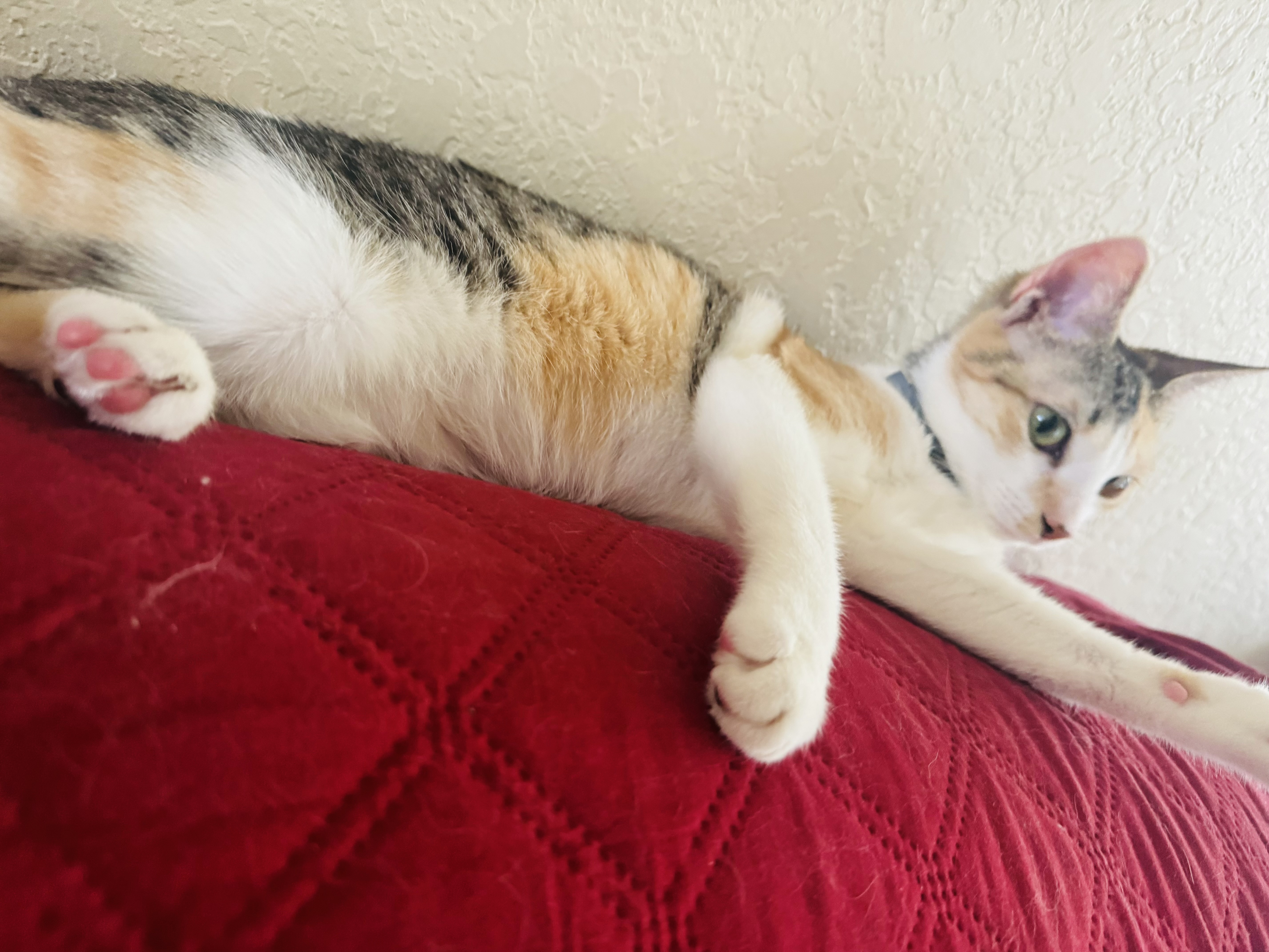 Tater, a Adoptable Domestic Short Hair in Palm City, FL image 3/4