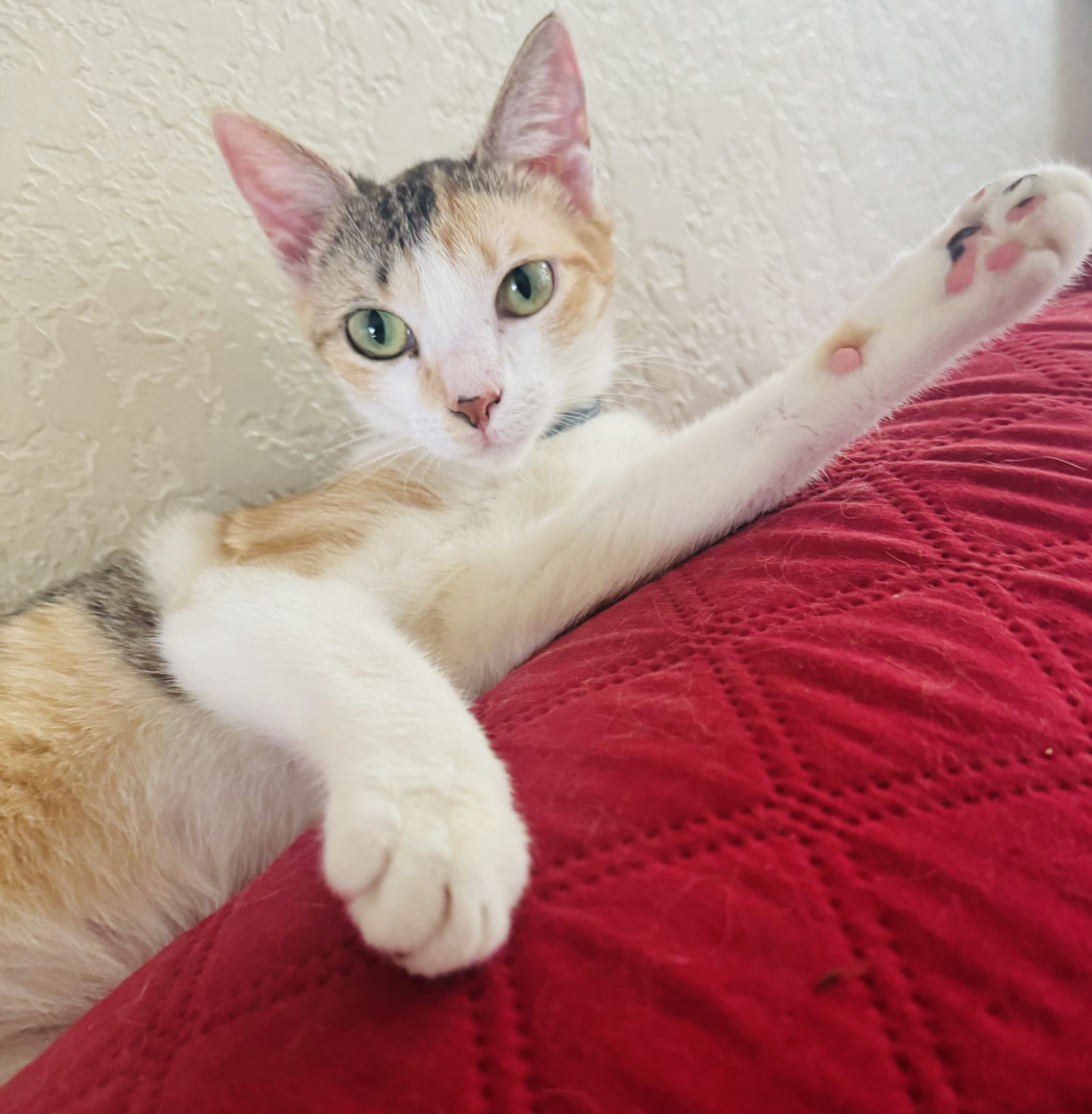 Tater, a Adoptable Domestic Short Hair in Palm City, FL image 4/4