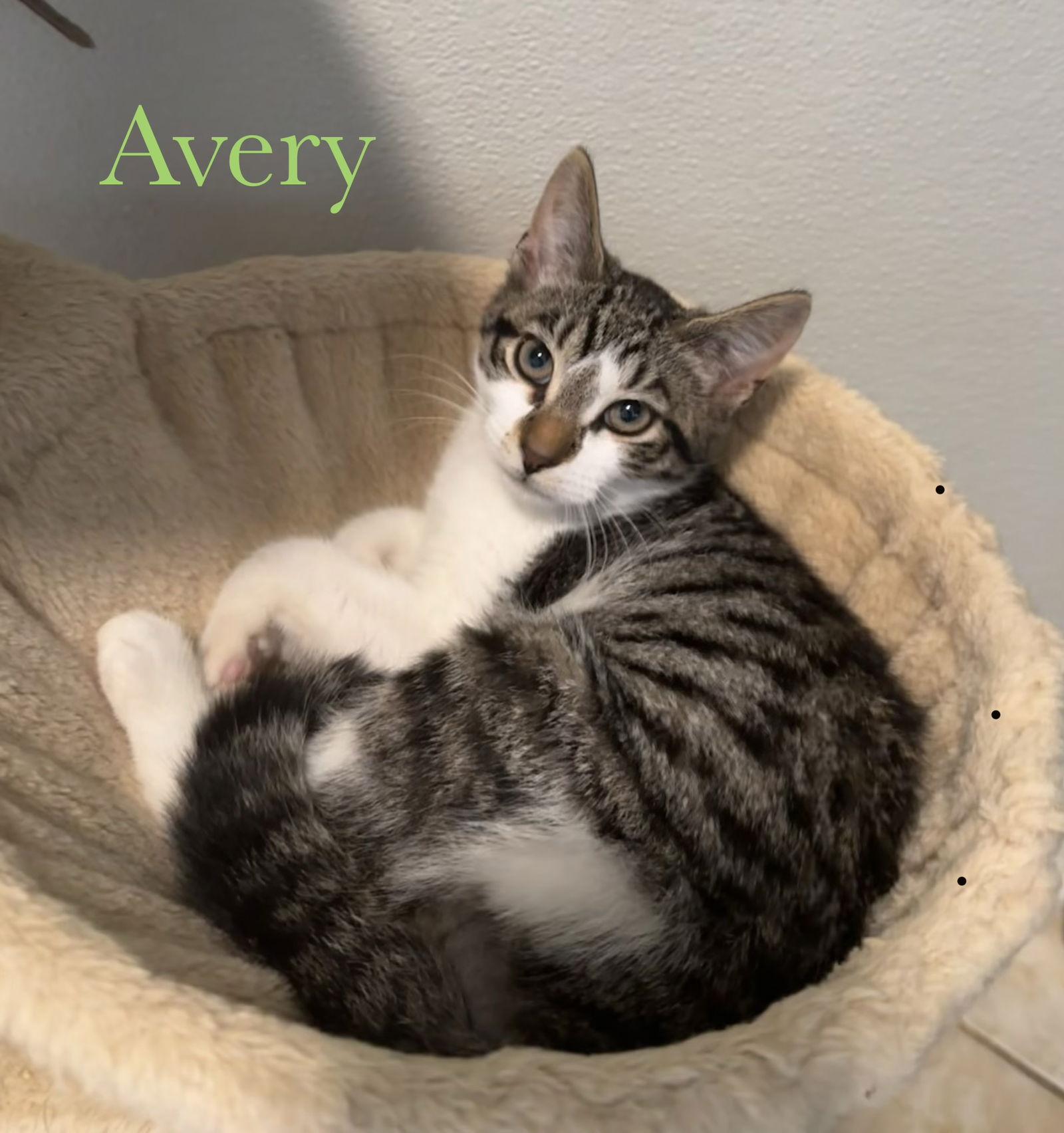 Avery, Adopted, Kitten Male Domestic Short Hair.