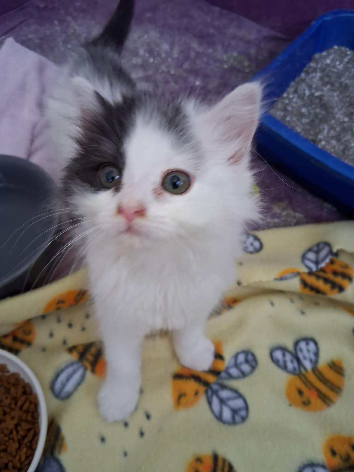 Carroll, Baby Female Domestic Long Hair