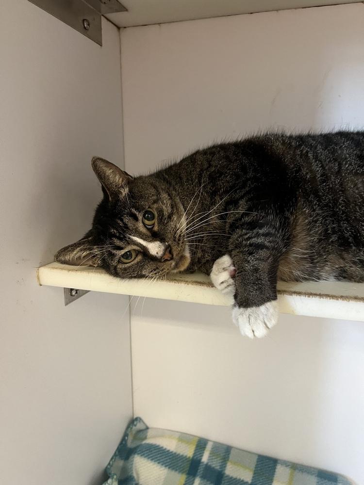 Enlarge Jitters, a Adoptable Domestic Short Hair in Bolivar, MO image 1/2