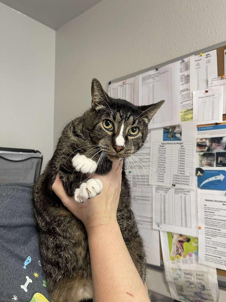 Enlarge Jitters, a Adoptable Domestic Short Hair in Bolivar, MO image 2/2