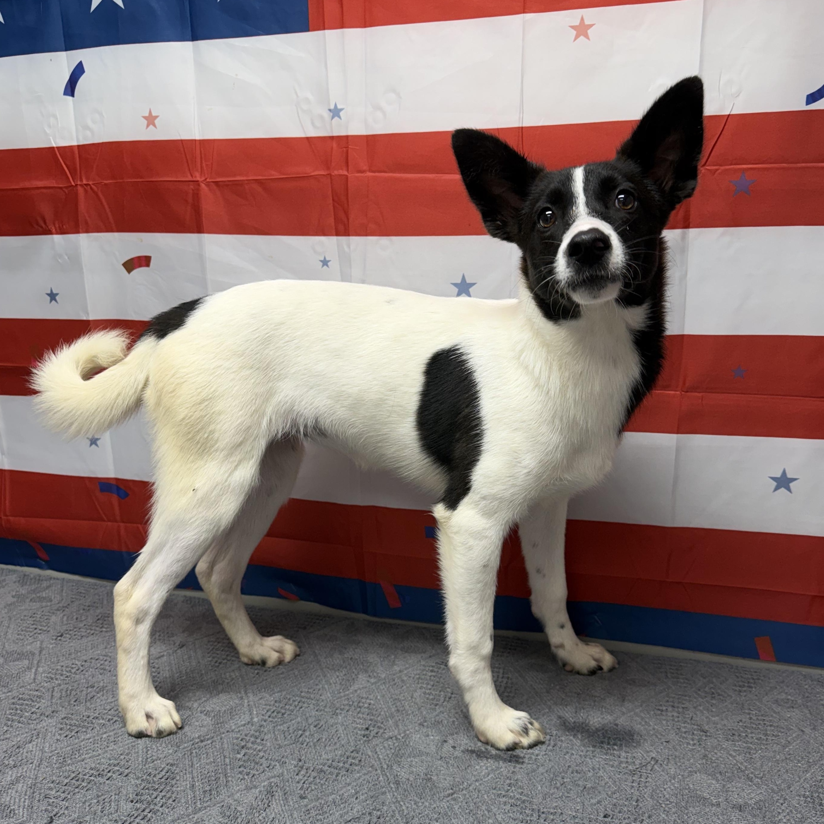 Enlarge Jazzle, a Adoptable Mixed Breed in Urbana, OH image 1/1