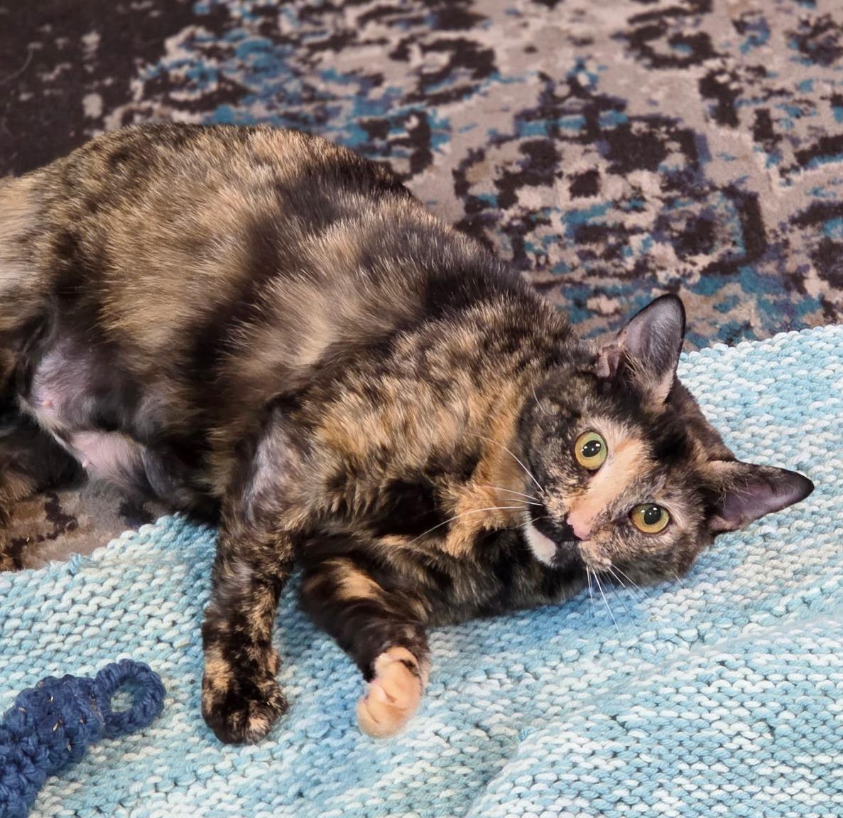 Enlarge Copper , a ADOPTABLE Tortoiseshell in Ocean City, NJ image 1/2