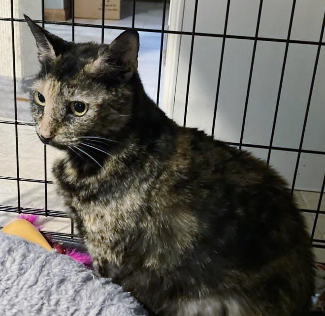 Enlarge Copper , a ADOPTABLE Tortoiseshell in Ocean City, NJ image 1/1