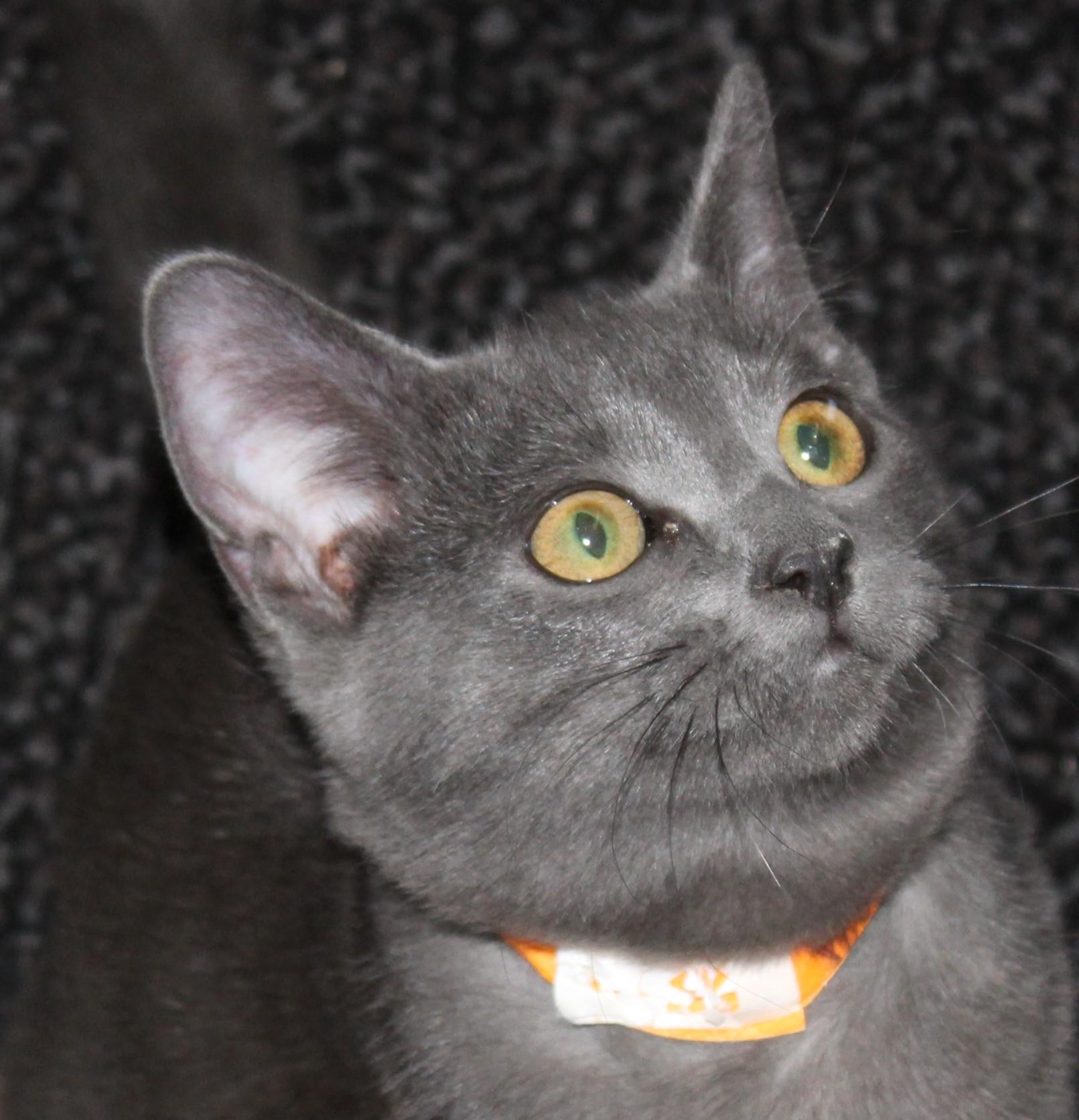 Powder, Adopted, Young Female Domestic Short Hair.
