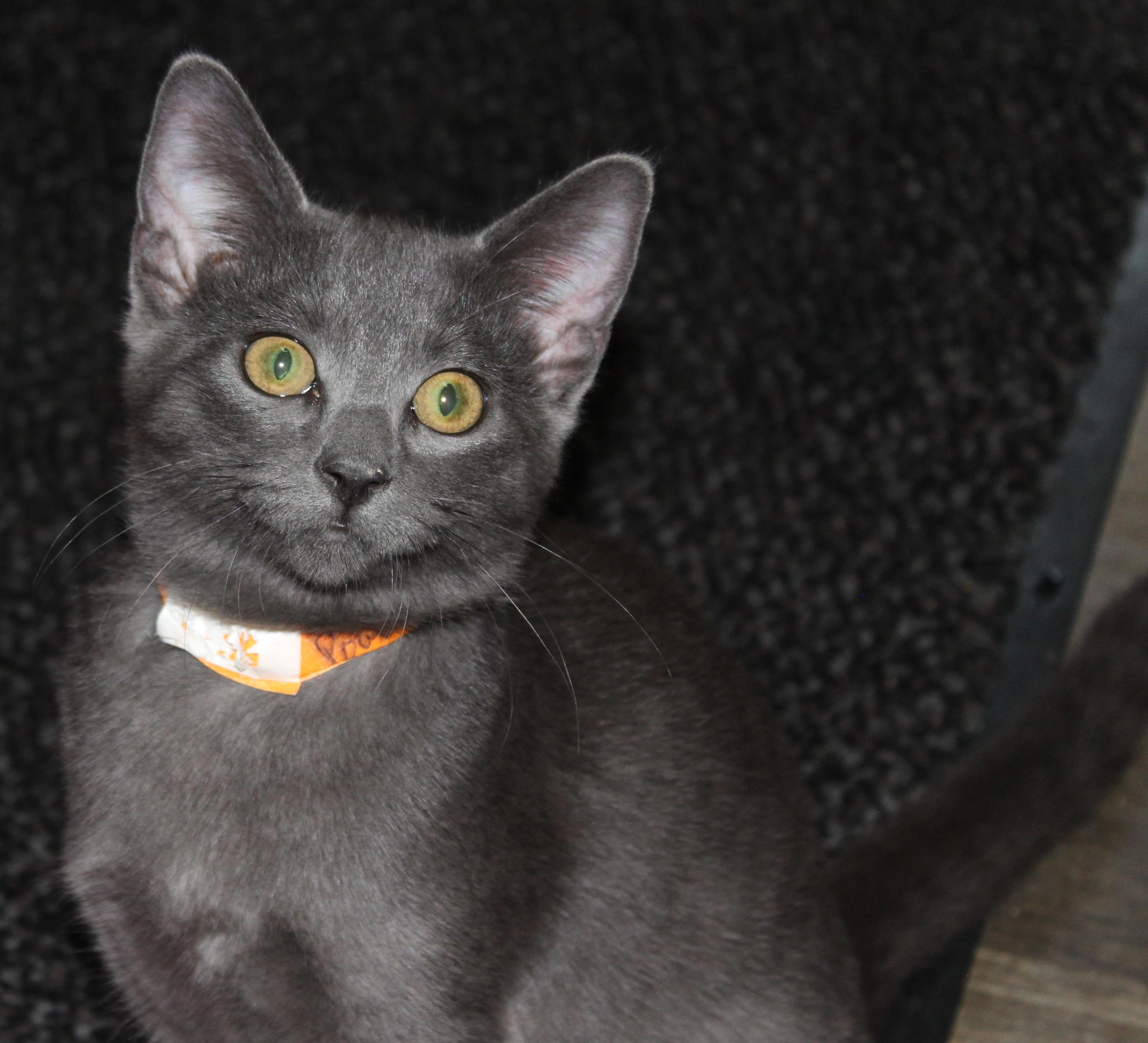 Enlarge Powder, a Adopted Domestic Short Hair in Huron, SD image 2/3