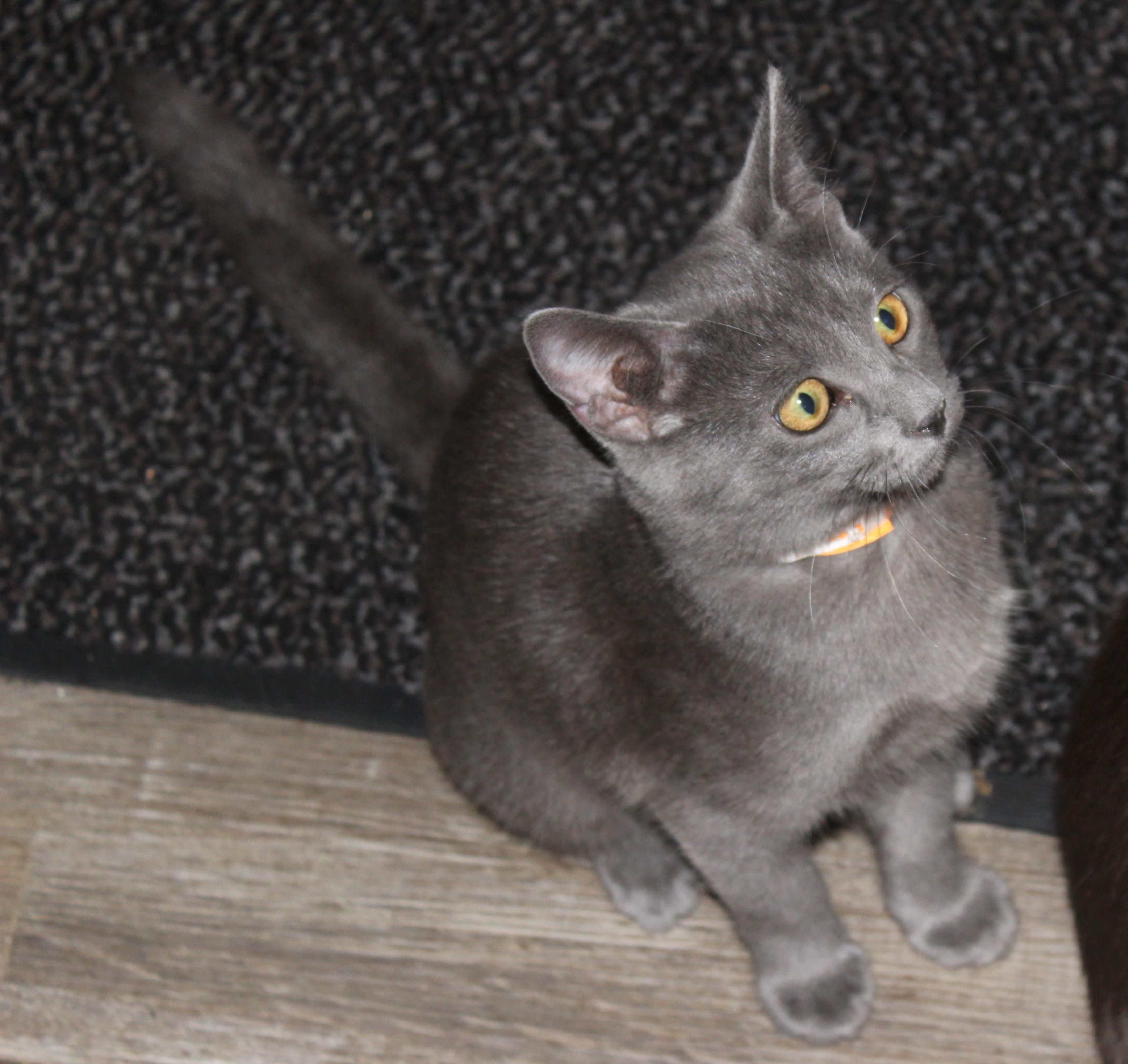 Enlarge Powder, a Adopted Domestic Short Hair in Huron, SD image 3/3