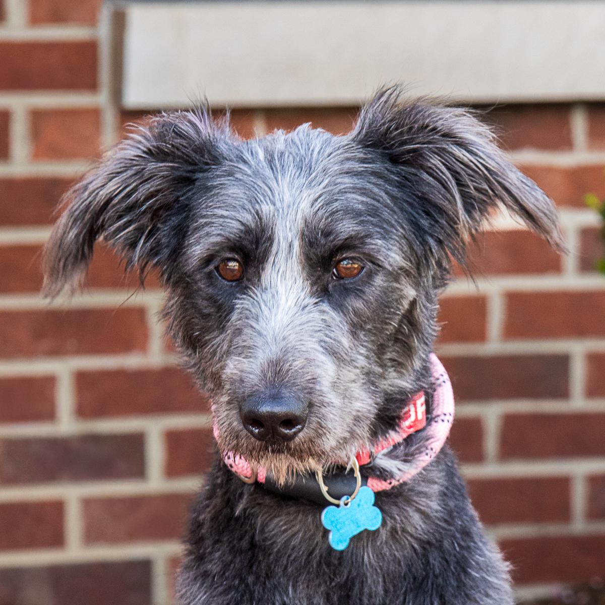 whinny, adopted, Young Female Poodle & Shepherd.
