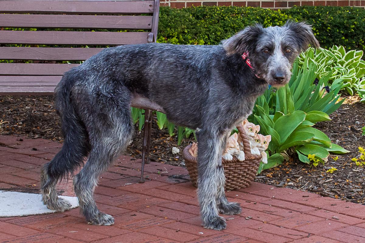 whinny, an adopted mixed breed in Arlington Heights, IL image 2/2