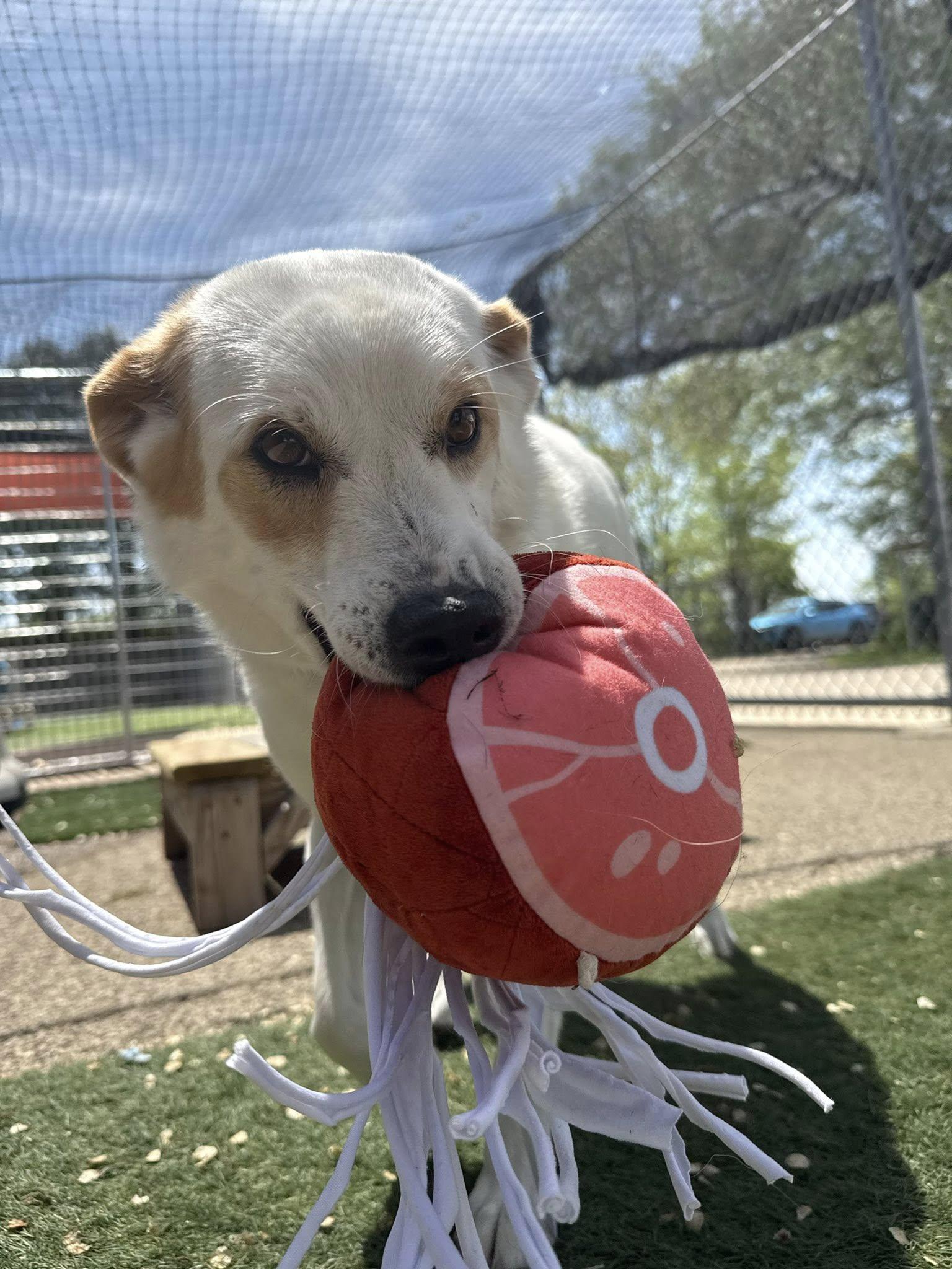Lily, Adoptable, Adult Female Terrier.