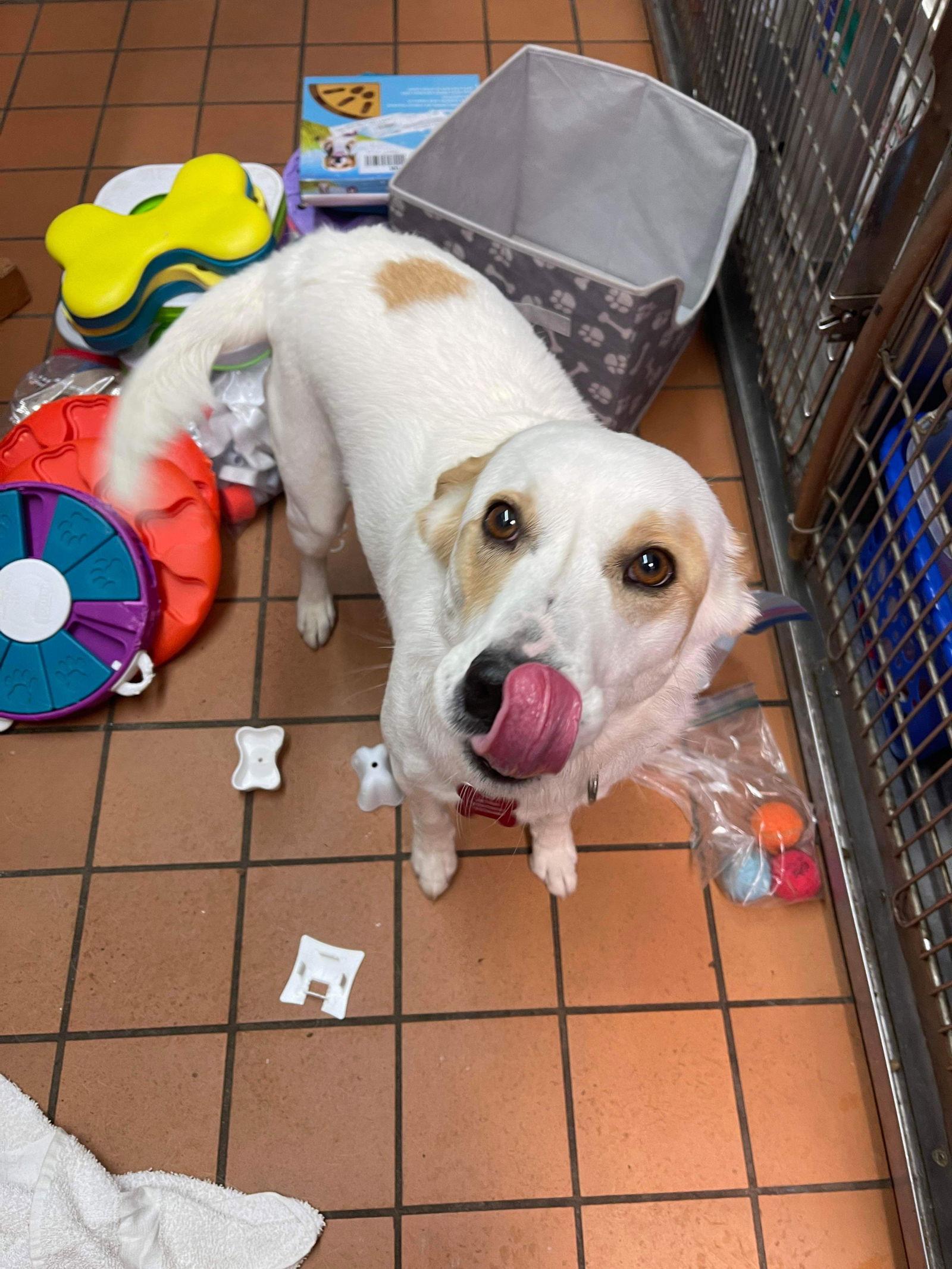 Enlarge Lily, a Adoptable Terrier in Cedar Rapids, IA image 2/6