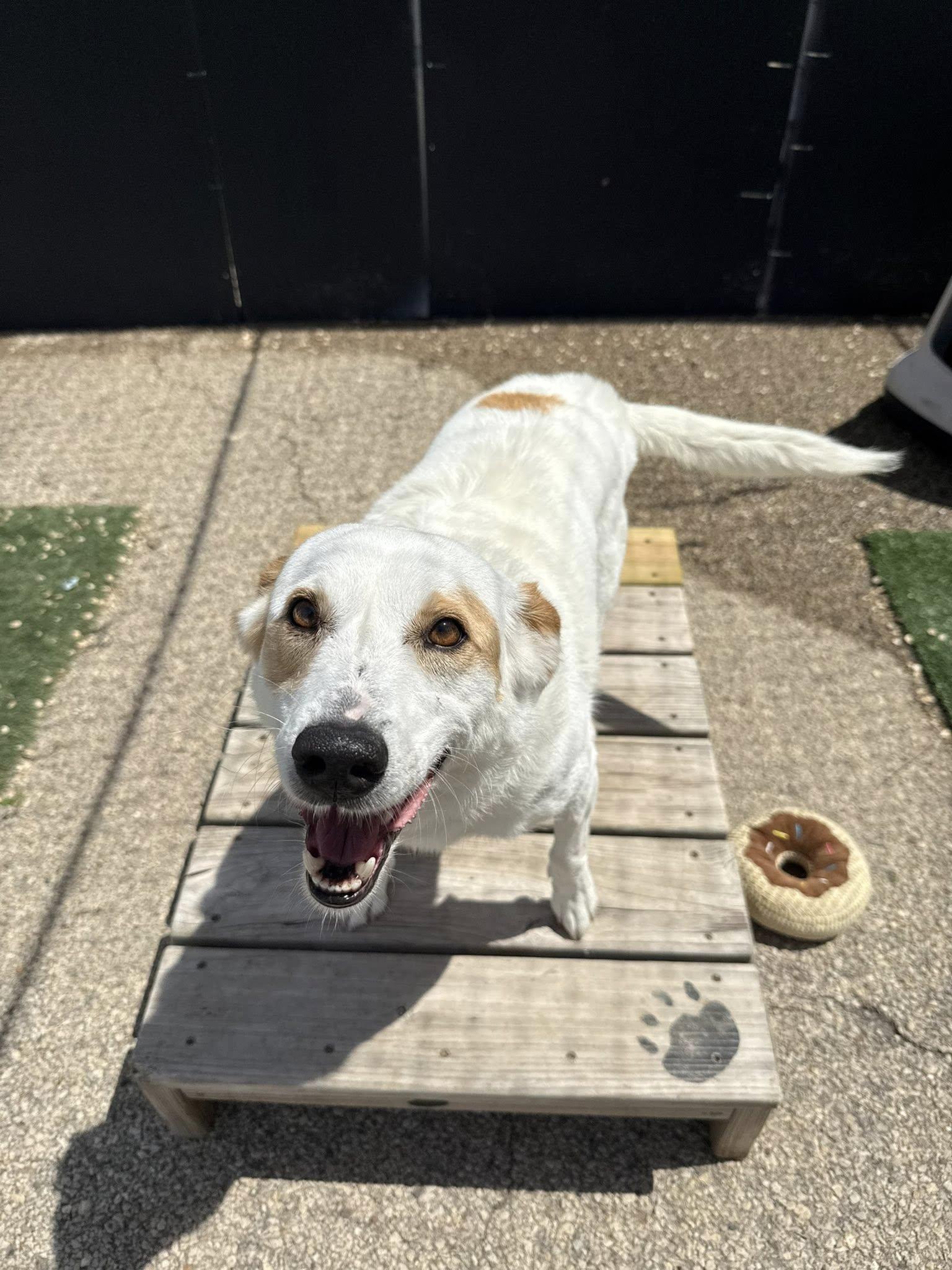 Enlarge Lily, a Adoptable Terrier in Cedar Rapids, IA image 3/6