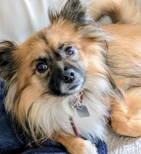 Enlarge Toby, a ADOPTABLE mixed breed in Barrington, IL image 2/5