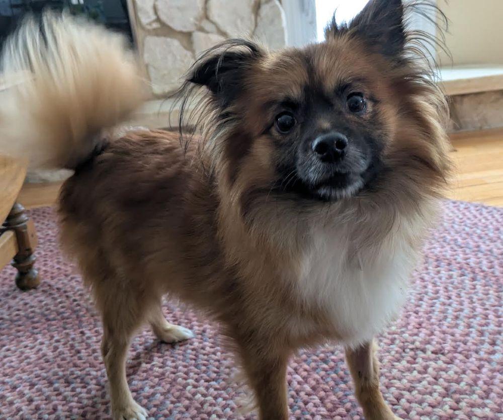 Toby, a ADOPTABLE mixed breed in Barrington, IL image 1/4