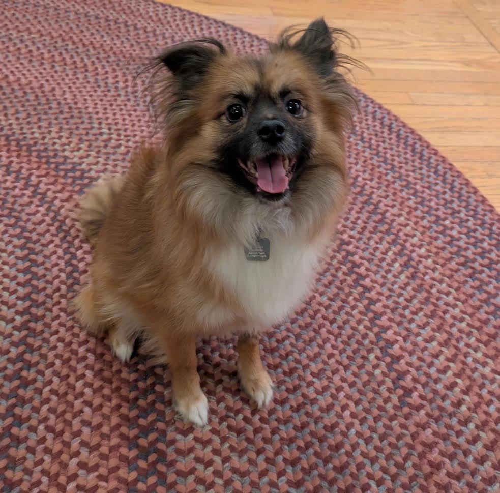Toby, ADOPTABLE, Adult Male Pomeranian.