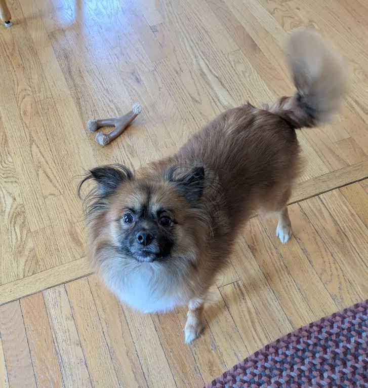 Toby, a ADOPTABLE mixed breed in Barrington, IL image 3/4