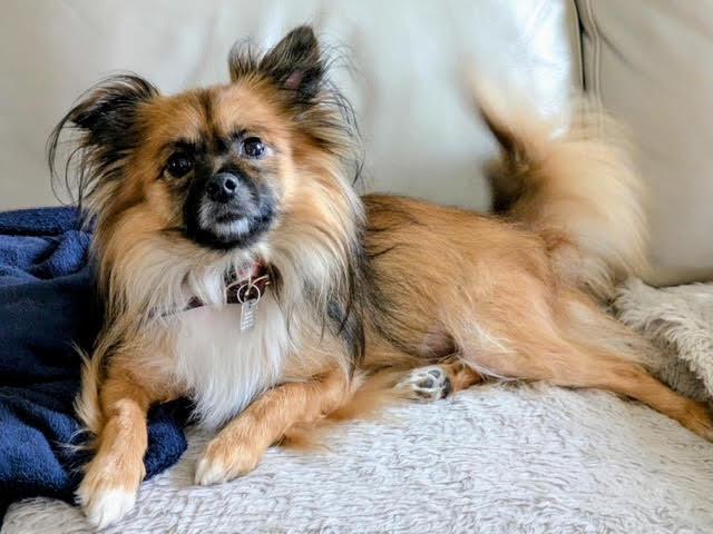 Toby, ADOPTABLE, Adult Male Pomeranian.