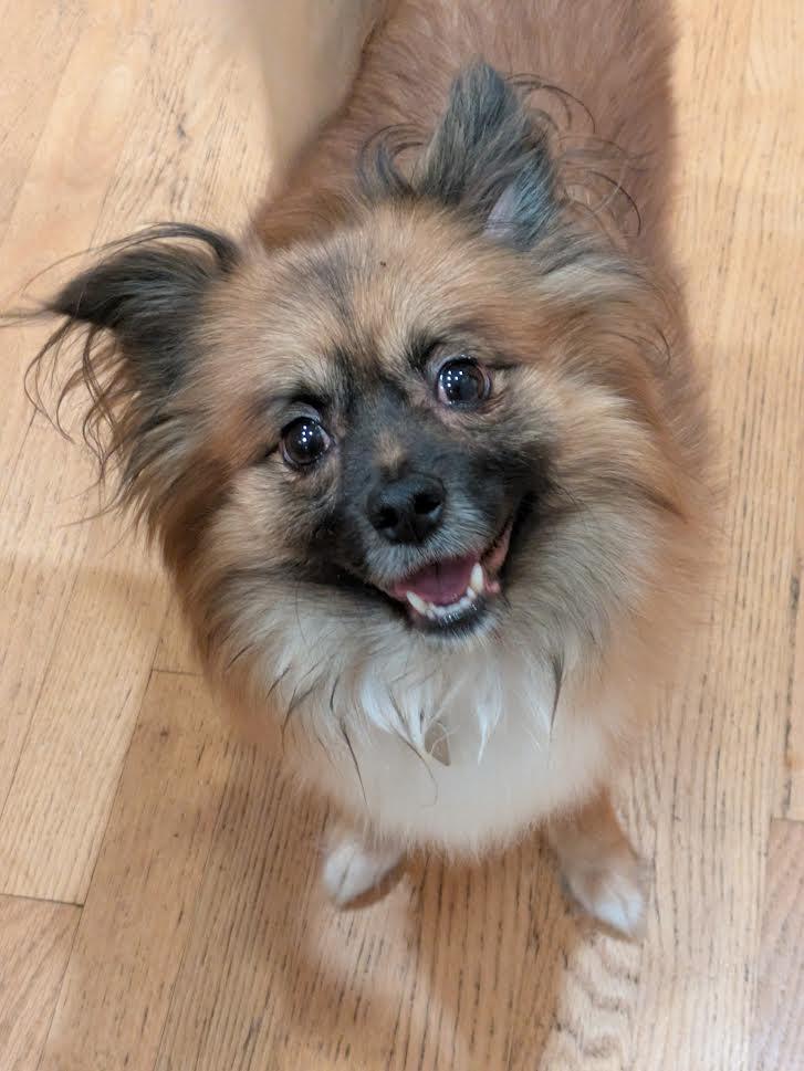 Toby, a ADOPTABLE mixed breed in Barrington, IL image 4/4