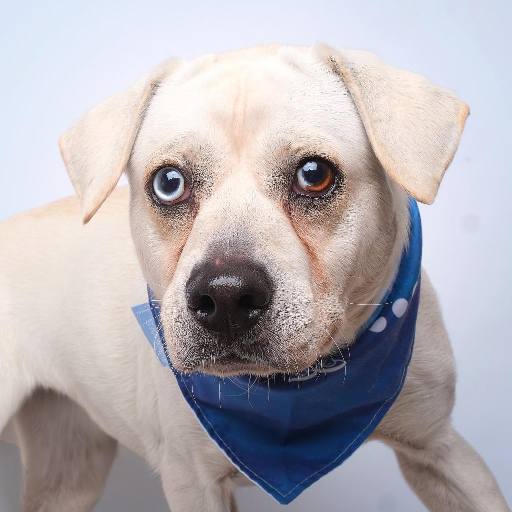 Casper, a Adoptable Mixed Breed in Guaynabo, PR image 1/3