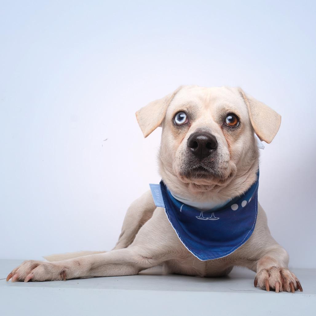 Casper, a Adoptable Mixed Breed in Guaynabo, PR image 2/3